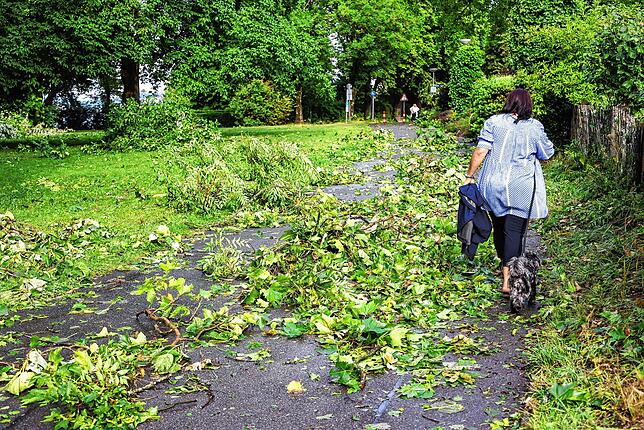 Bild 3: Umgestürzte Bäume sorgen für viel Arbeit für alle: Die Bilder nach dem Unwetter aus Radolfzell