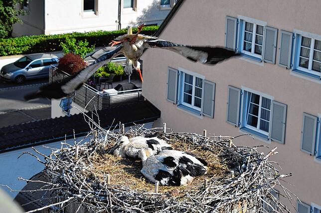 Er fliegt weg, als der Drehleiterkorb noch näher kommt.