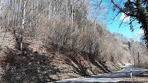 Der bewaldete Steilhang oberhalb der L201 zwischen Steigen und Heiligenberg gibt aufgrund absturzgefährdeter Bäume immer wieder Anlass ...