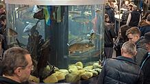 Die Friedrichshafener Expo Aqua-Fisch zählt bundesweit zu den beliebtesten Treffpunkten für Aquaristiker und Angler.