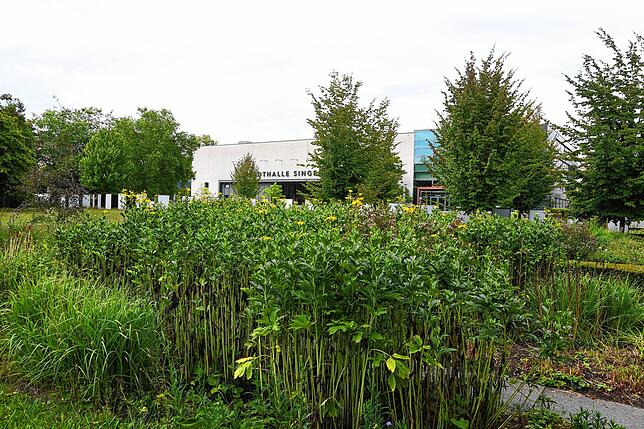 Blick vom Stadtgarten auf die rückwärtige Seite der Singener Stadthalle.
