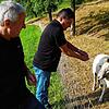 Bockvater: Der Bock der Jubiläumschilbi 2018, &bdquo;Florian der Zunftübergreifende&ldquo;, erfreut sich nach wie vor bester Gesundheit ...