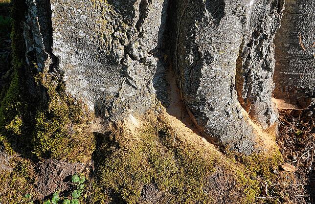Holzmehl am Fuß der Blutbuche und Bohrlöcher weisen auf ein holzzersetzendes Insekt hin, vermutlich der Buchen-Prachtkäfer.