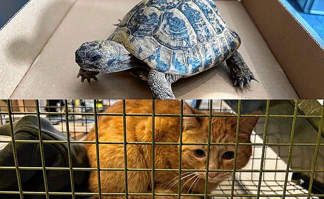 Seltener Besuch auf dem Polizeirevier. Schildkröte und Katze zu Gast in Schaffhausen.