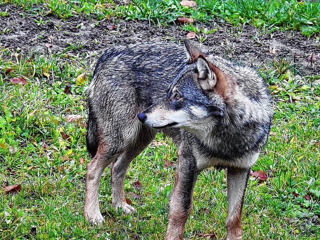 Ist ein Wolf wie dieser aus dem Baselbiet jetzt auch im Südschwarzwald unterwegs? Ein gerissener Ziegenbock befeuert diese Befürchtung. ...