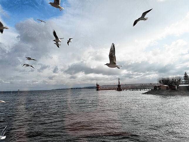 In der Ukraine wurde eine Lachmöwe vom Bodensee gesichtet. Der Biologie-Student Alexander Köhler freut sich darüber.
