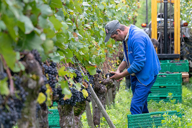 Die Weinlese wird heute oft maschinell durchgeführt. Aber auch Erntehelfer kommen zum Einsatz.