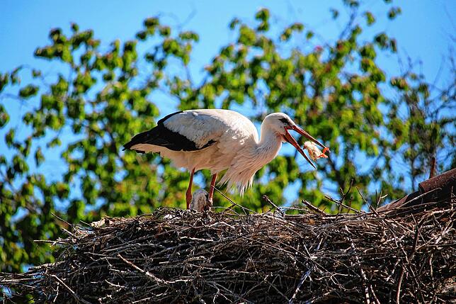 Kinder, es gibt Essen! Vier hungrige Schnäbel haben die Elterntiere jetzt zu füttern, seit der kleine Findling mit im Nest sitzt.