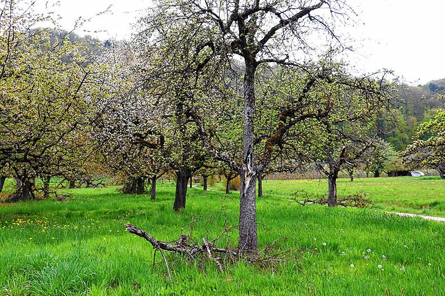 Bild 13: Streit um das Freiwiesle: So sieht die Streuobstwiese aktuell aus