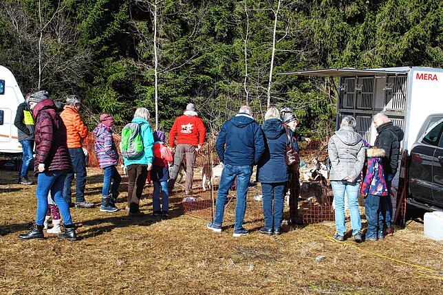 Bild 10: Die Bilder vom Huskywochenende in Todtmoos