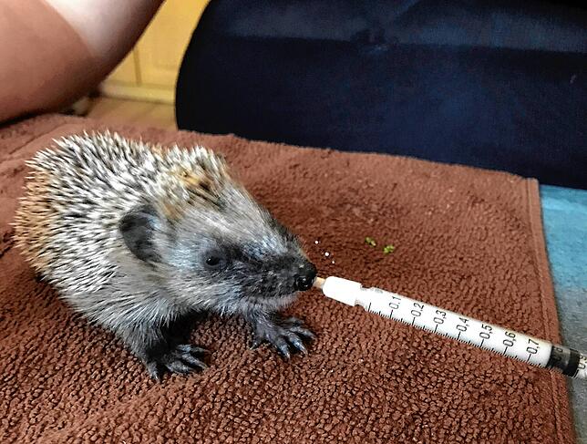 Bis sie alleine fressen können, bekommen die Igel Ersatzmilch.