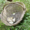 Bild :