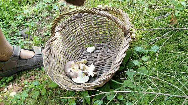 Bild : Kommen Sie mit auf einen Waldspaziergang und erfahren Sie in Bildern und Videos alles Wichtige rund ums Pilzesammeln