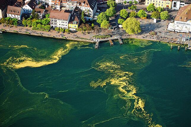 Pollenstaub auf dem Bodensee: Im Frühjahr 2018 zeigt sich dieses gelbe Bild vor dem Landungsplatz in Überlingen.