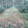 Kahle Waldstellen, so wie hier hangabwärts im kleinen Walddistrikt Lohwald bei VS-Rietheim: Was hat es damit auf sich? Und stellen diese ...