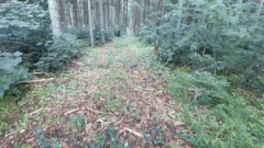 Kahle Waldstellen, so wie hier hangabwärts im kleinen Walddistrikt Lohwald bei VS-Rietheim: Was hat es damit auf sich? Und stellen diese ...