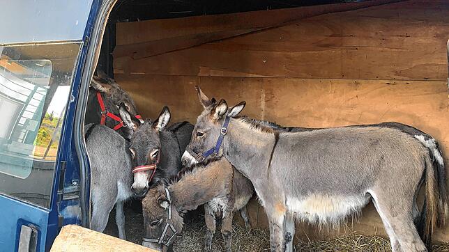 Sechs geschmuggelte Esel fand die Eidgenössische Zollverwaltung in einem Lieferwagen.