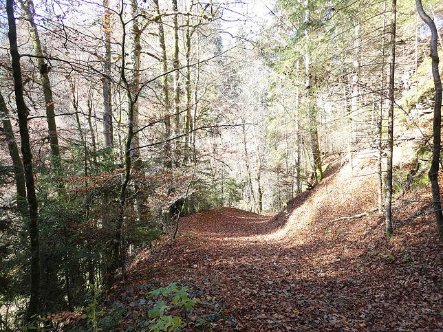 Das Wochenende steht vor der Türe. Wie wäre es mit einem Ausflug in den Wald?
