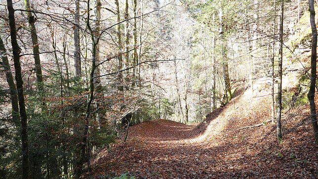 Das Wochenende steht vor der Türe. Wie wäre es mit einem Ausflug in den Wald?