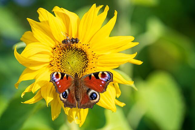 Auch Falter (hier ein Tagpfauenauge) helfen wie die Bienen mit, Pflanzen zu bestäuben.
