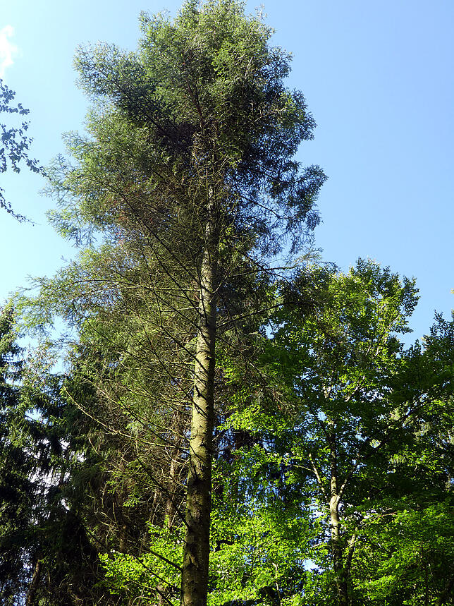 Bei dieser Weißtanne hofft Revierleiter Patrick Egle auf eine Naturverjüngung im Randbereich der Freifläche im Fützener Hochwald.