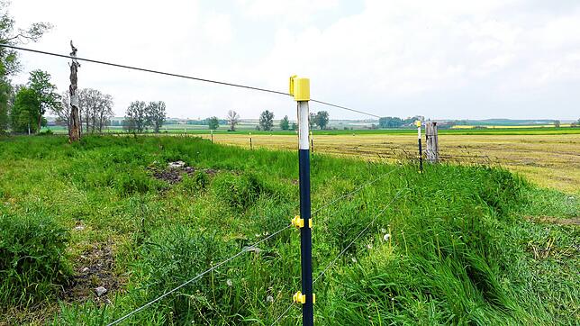 Drei Kilometer des wolfsabweisenden Zauns umgeben einen Teil der Weidefläche von Stefan Bolkart. Die Schutzvorrichtung ist 1,20 Meter ...
