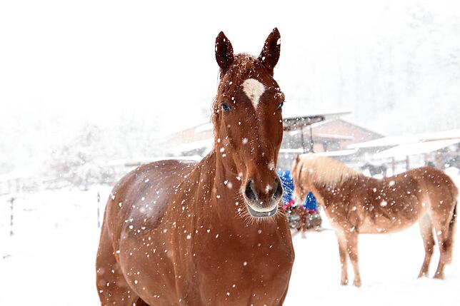 Bild 34: Das kommt so bald nicht wieder: Neue Bilder aus dem Winterwunderland rund um Überlingen und Salem