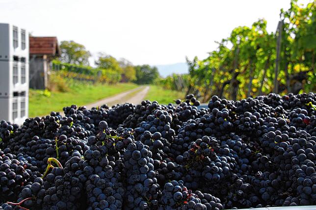 Dunkle Weinbeeren aus Erzingen: Ein Besuch bei der Weinlese im Weingut Lorenz und Corina Keller in Erzingen.