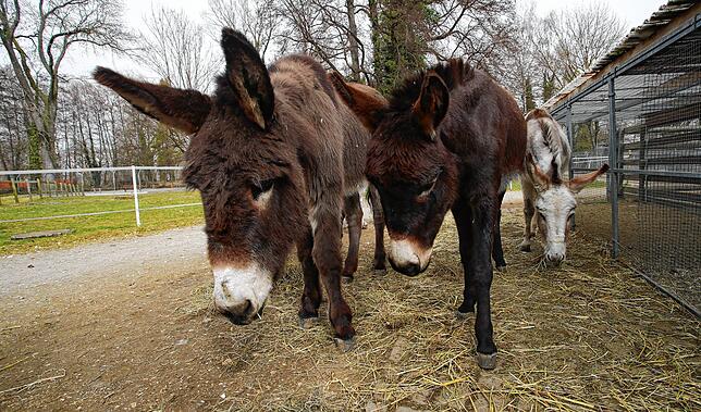 (Archivbild) Die Esel des Tierparks ziehen in diesem Jahr wieder mit den Samichläusen durch Kreuzlingen.
