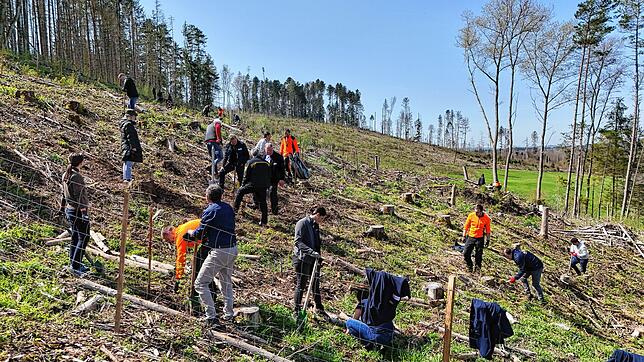 Jetzt wachsen sie: Die ersten von über 4000 Stiel- und Traubeneichen sind im SÜDKURIER-Zeitungswald am 11. April 2024 im Südschwarzwald ...