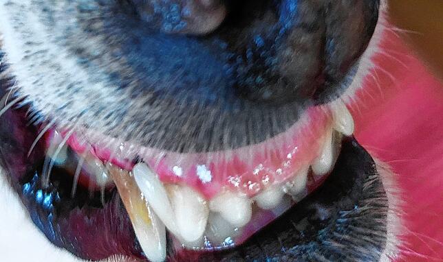 Mit einem aggressiv angreifenden Hunde, hier ein Symbolbild, bekam es Ingolf Kieper im Germanswald zu tun.