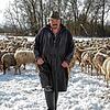 Zweimal am Tag bringt Schäfer Michael Thonet Futter vom Hohentwiel zu seinen Schafen auf die Winterweide bei Beuren. Wegen der Schnee- ...