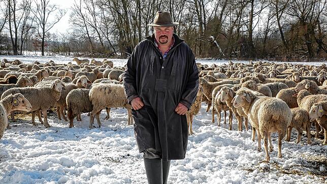 Zweimal am Tag bringt Schäfer Michael Thonet Futter vom Hohentwiel zu seinen Schafen auf die Winterweide bei Beuren. Wegen der Schnee- ...