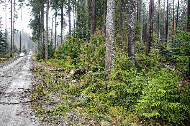 Bild 10: Bilder-Story: Rundgang im von den Sturmtiefs Sabine, Bianca und Diana beschädigten VS-Wald