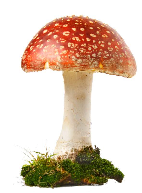 Der bekannteste Pilz ist wohl der Fliegenpilz. Jeder weiß, dass er giftig ist, weshalb Vergiftungen durch ihn so gut wie nie vorkommen.