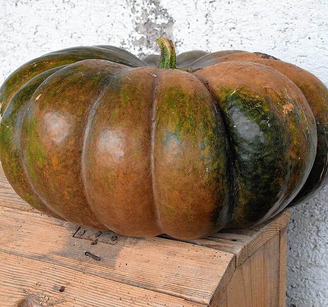 Kürbisse, wie der Muskat de Provence, sind sehr gut lagerfähig und können den ganzen Winter über gegessen werden.
