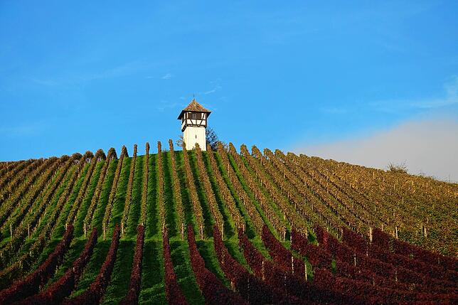Goldener Herbst: Der Wein ist auch auf der Meersburger Seite längst gelesen.