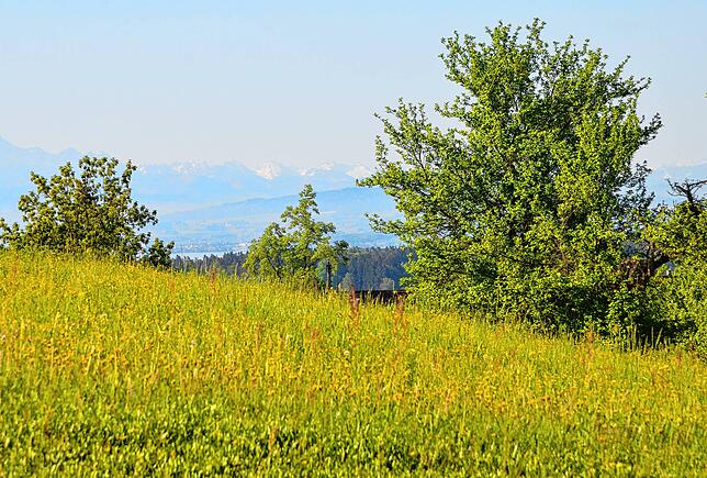 Hanglage mit Seeblick auf der Wiese beim Schusssenrieder Hof.