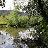 Durch Staudämme vor dem Weiher sorgt auch der Biber für eine Wassererwärmung.
