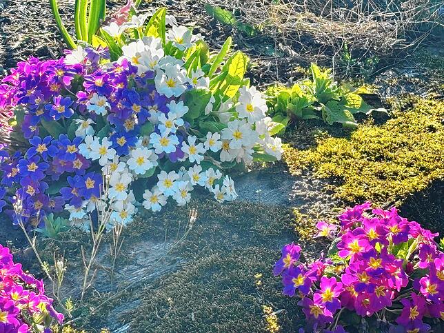 Die Blumen beginnen zu blühen in der Kleingartenanlage Storchenmatt.