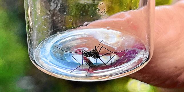 Hier hat Biologe Gregor Schmitz eine Japanische Buschmücke im Glas gefangen. Erkennbar ist sie an drei weißen Ringen an den Hinterbeinen.