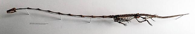 Diese Skelettrekonstruktion eines Tanystropheus hydroides hängt im Naturhistorischen Museum der Universität Zürich.