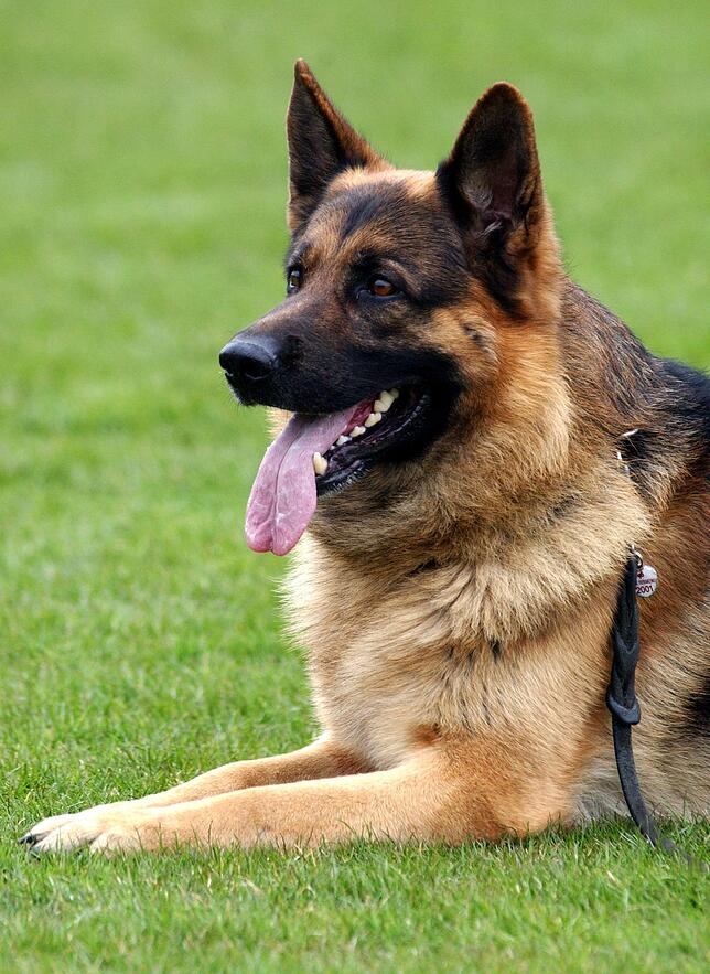Ein Deutscher Schäferhund