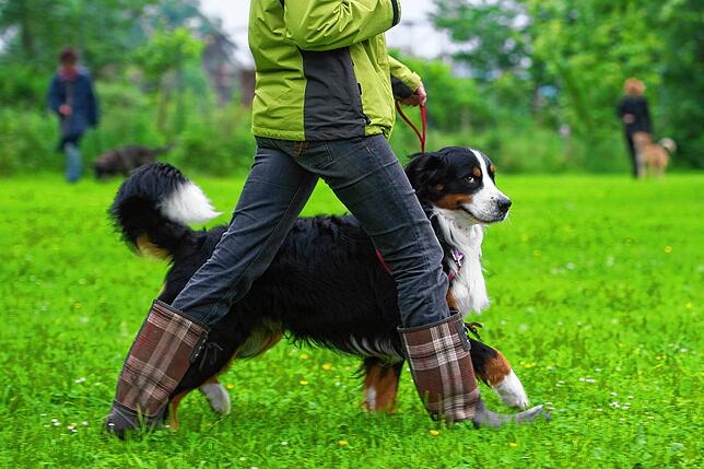 Bei einer praktischen Prüfung müssen Hundehalter beweisen, dass sie ihren Vierbeiner gut unter Kontrolle haben.