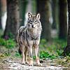 Im Hegau ist vermutlich ein Wolf – wie hier auf dem Bild in einem Gehege – überfahren worden. Dies bestätigt die Forstliche Versuchs- ...