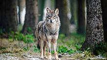 Im Hegau ist vermutlich ein Wolf – wie hier auf dem Bild in einem Gehege – überfahren worden. Dies bestätigt die Forstliche Versuchs- ...