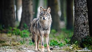 Im Hegau ist vermutlich ein Wolf – wie hier auf dem Bild in einem Gehege – überfahren worden. Dies bestätigt die Forstliche Versuchs- ...