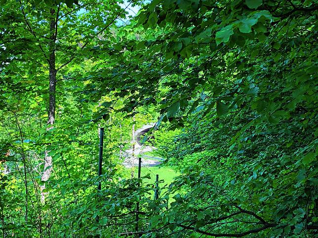Bild 3: Wandern vor der Haustür (Teil 4): Durch den Bürgerwald zum Küssaberger Rheinufer
