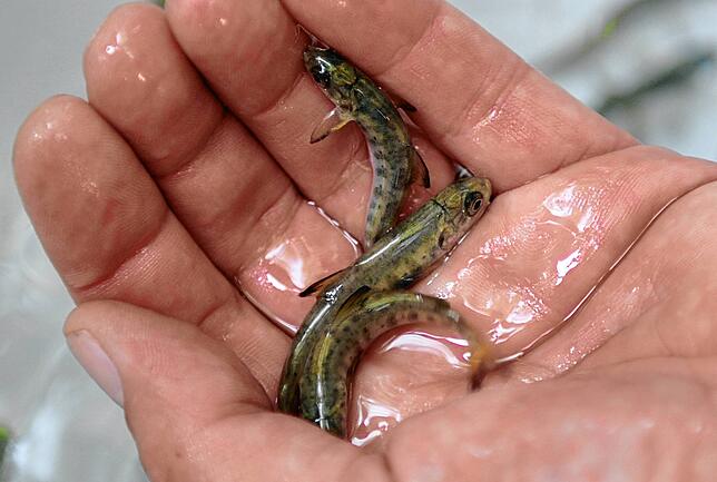 Ein Biologe hält drei knapp fingerlange Junglachse am Schwarzbach in seiner Hand. Der Atlantische Lachs war 2019 „Fisch des ...