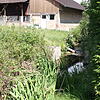 Der Dorfbach in Rickenbach ist nur ein kleines Rinnsal. Aus ihm wird die Satzfischzuchtanlage (links im Bild) gespeist, in der jetzt der ...